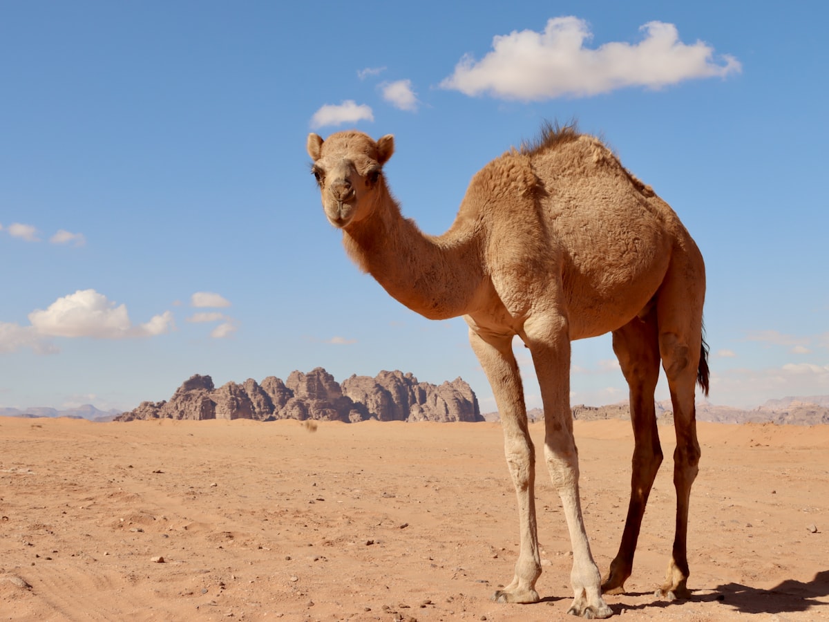حصة من الإبل (سبع)