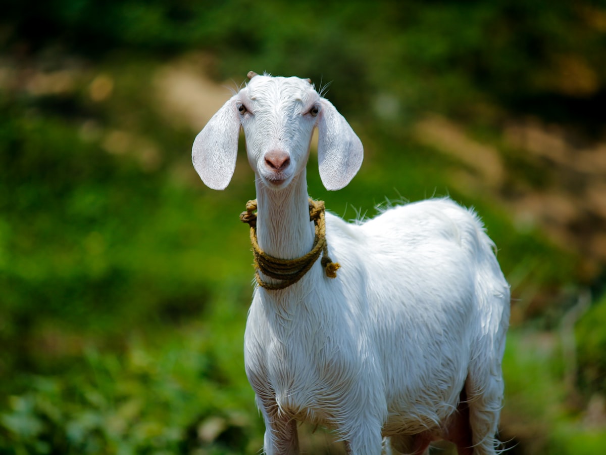 ماعز شامي