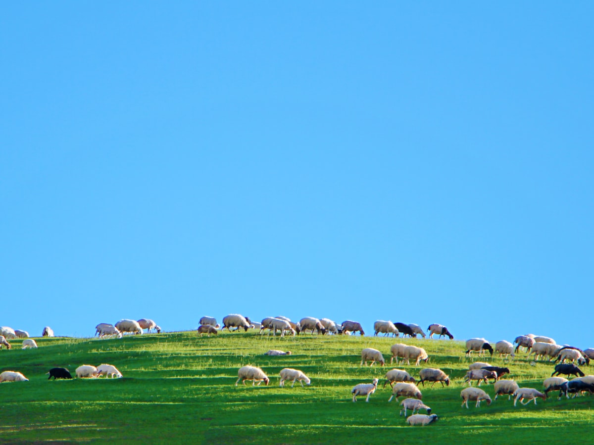 خروف صومالي