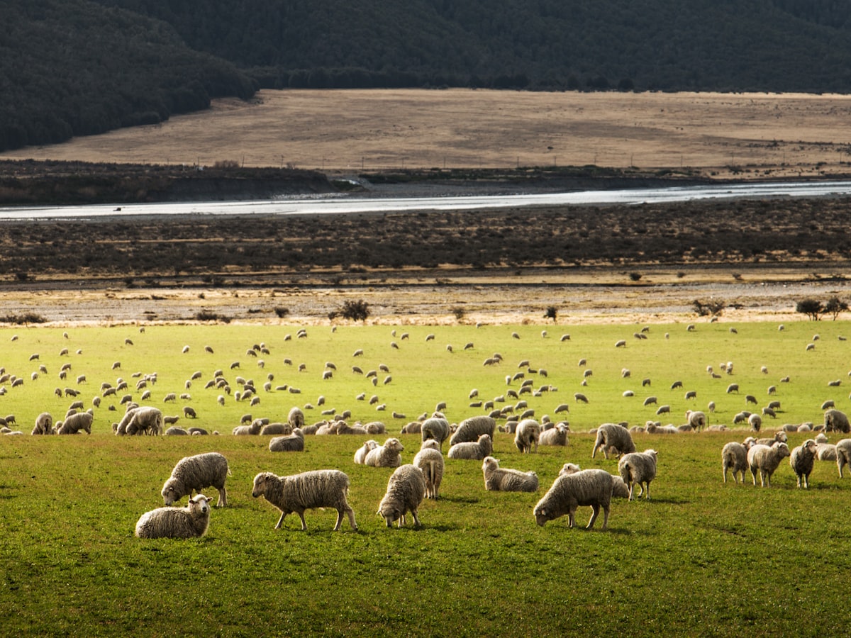 خروف برقي